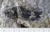 Der 202 Millionen Jahre alte Legnonotus cf. krambergeri ist der häufigste Fisch im Steinbruch Lorüns