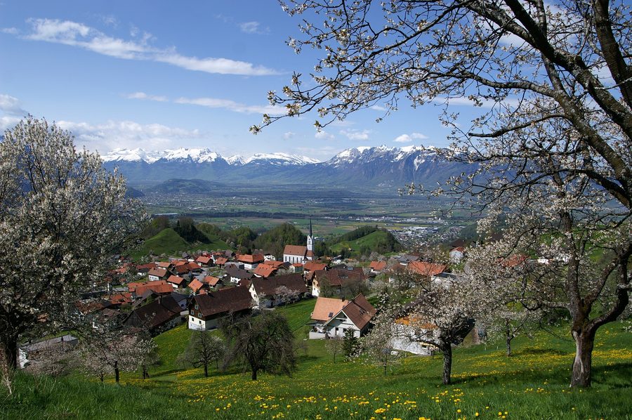 Blühende Kirschbäume vor dem Ortszentrum von Fraxern