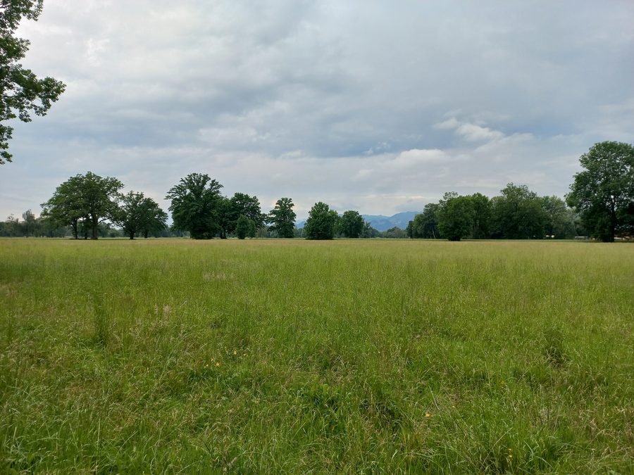 Naturschutzgebiet Lauteracher Ried in Lauterach