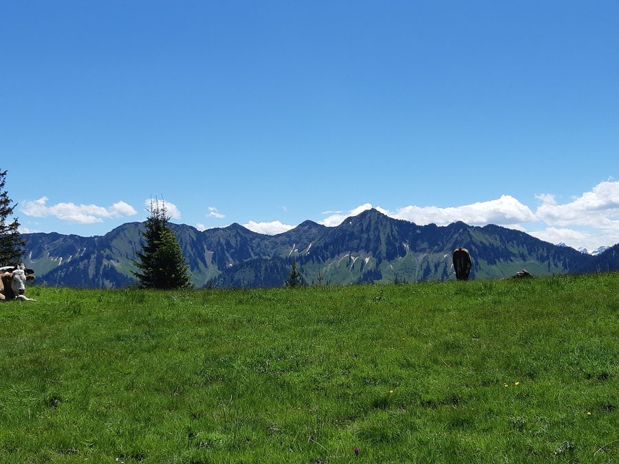 Alpwegalp mit Rindern im Laternsertal bei Laterns in Vorarlberg