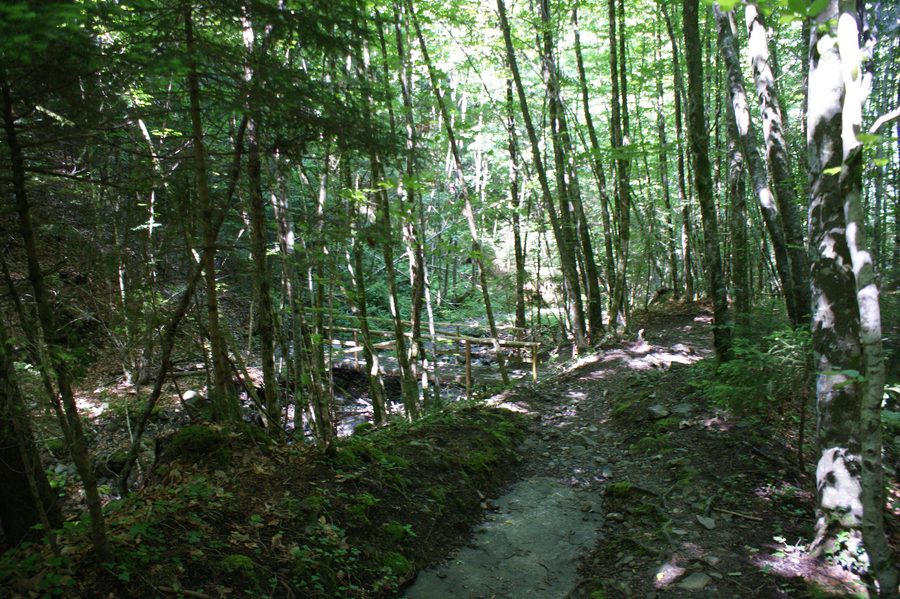 Hiking path through the Wiegentobel near Viktorsberg