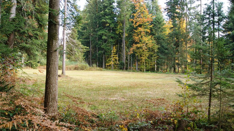 Moor in the Rossbad nature reserve in Krumbach, Vorarlberg, Austria