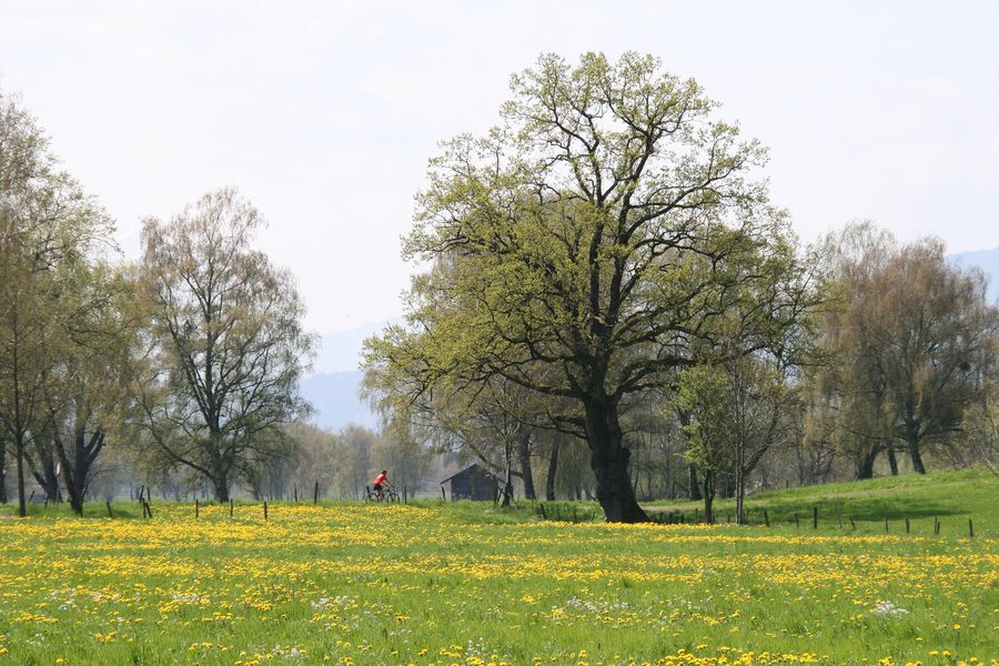 Kulturlandschaft des Lauteracher Rieds neben dem Jannersee