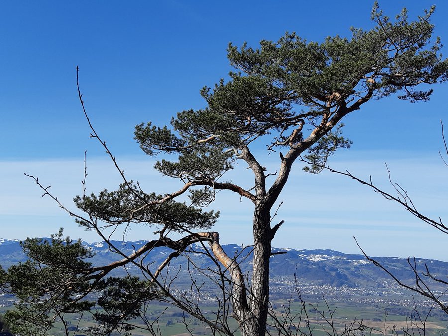 Karren mountain near Dornbirn with a view over part of the Alpine Rhine Valley and the Swiss mountains