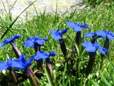 Erlebnis Natur in Vorarlberg