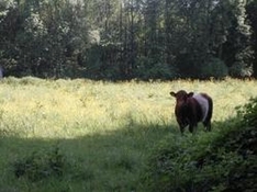 Wandern in Damüls