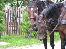 Pferdekutschenfahrten und Schlittenfahrten