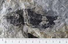 Der 202 Millionen Jahre alte Legnonotus cf. krambergeri ist der häufigste Fisch im Steinbruch Lorüns