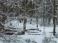 Schneehöhe Vorarlberg